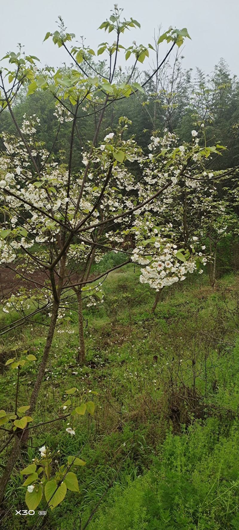 6公分油桐树基地直供，买油桐树苗，就找重庆俊尧
