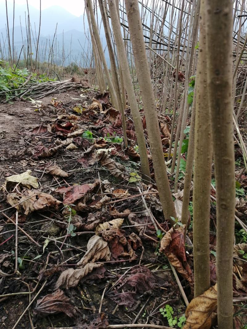 6公分油桐树基地直供，买油桐树苗，就找重庆俊尧