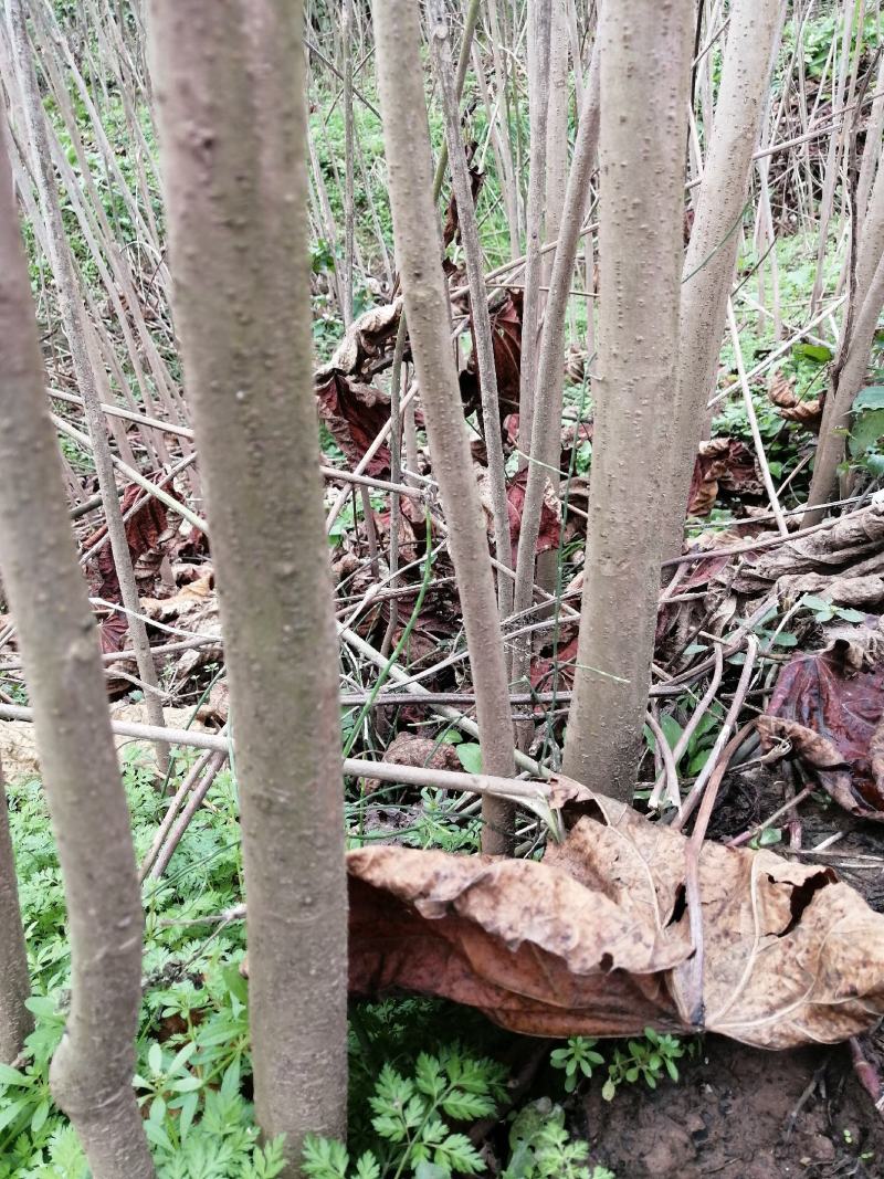 6公分油桐树基地直供，买油桐树苗，就找重庆俊尧