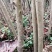6公分油桐树基地直供，买油桐树苗，就找重庆俊尧