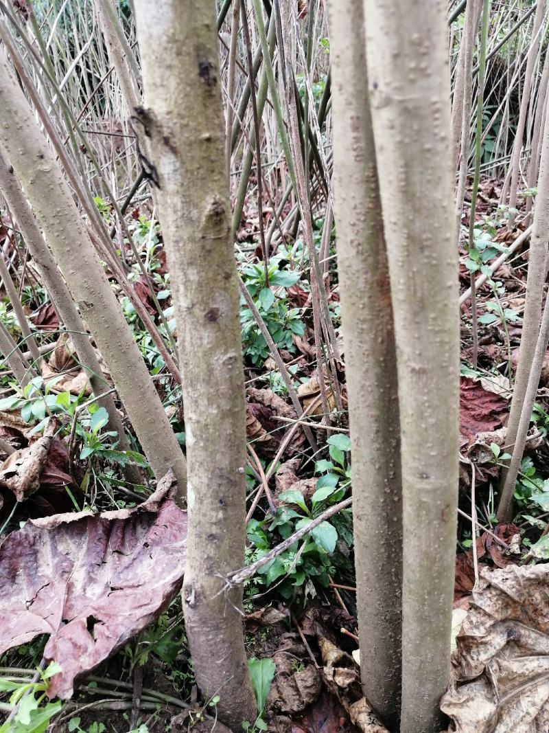 6公分油桐树基地直供，买油桐树苗，就找重庆俊尧