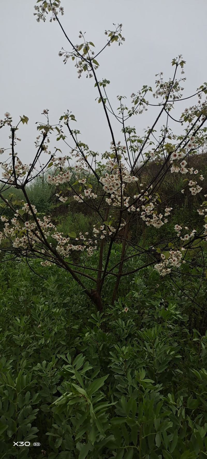 6公分油桐树基地直供，买油桐树苗，就找重庆俊尧