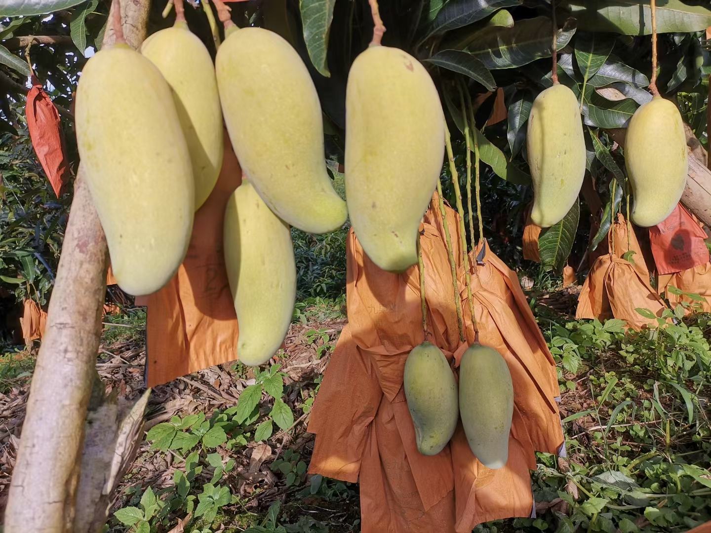 芒果催熟过程示意图