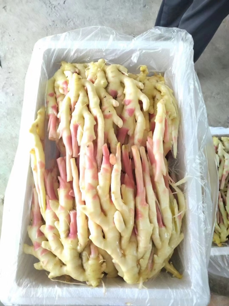 广西板姜，安徽小黄姜，货好泥土少，市场畅销货