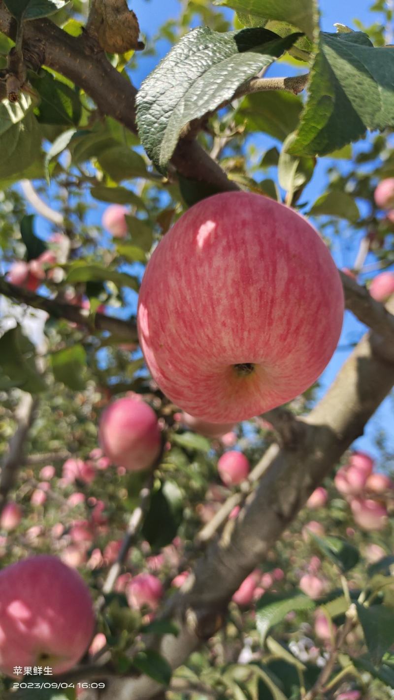 云南新世纪苹果大量新鲜上市中，货源足价格优对接全国商超