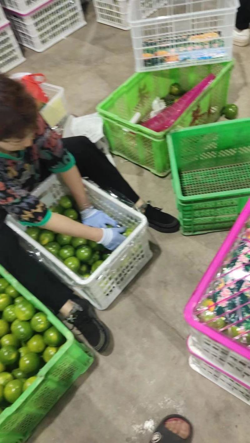 云南褚橙冰糖橙一件电商市场大货社区团购电联合作