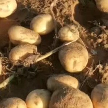 陕北沙地土豆电商货1-3/2-4