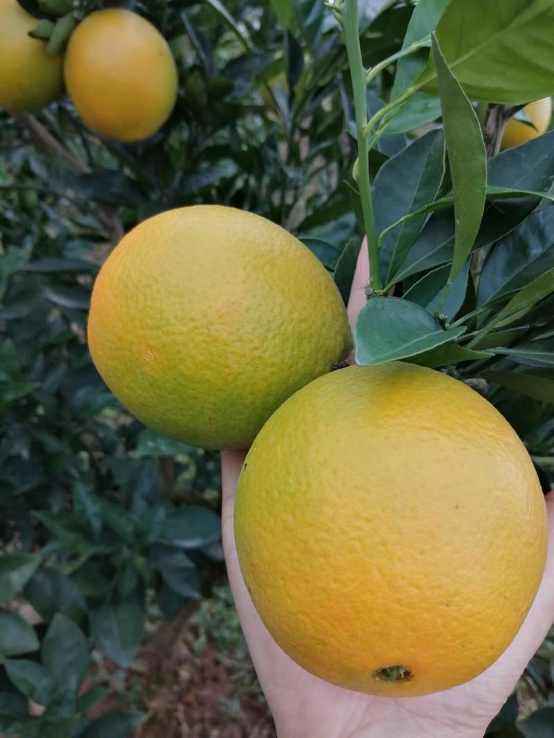 夏橙，产地直供，口感纯正，汁水丰富，承接电商平台批发。