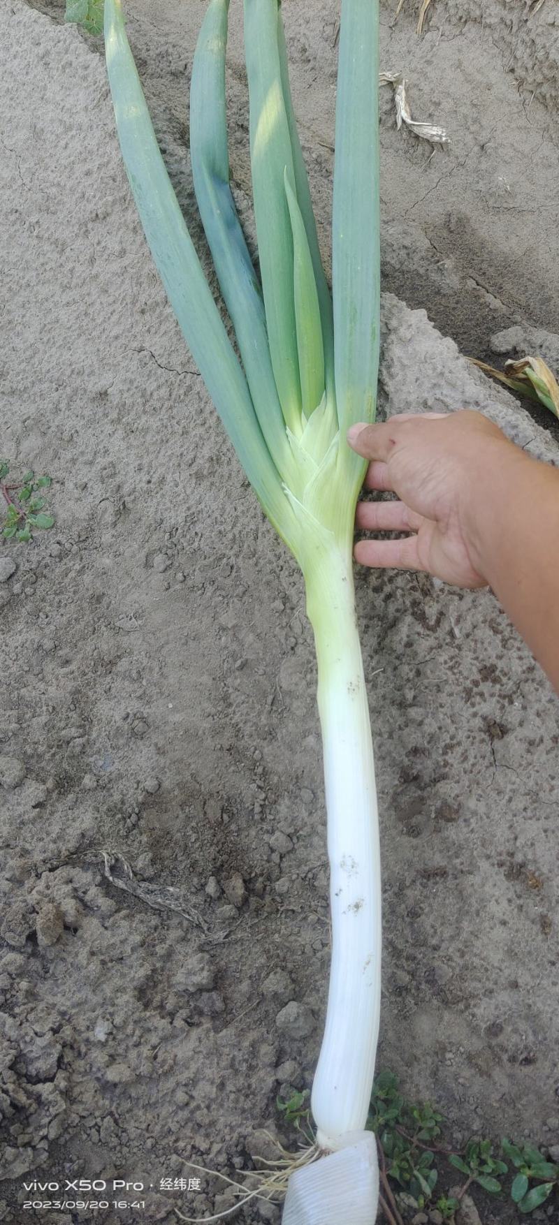 大量出售长白大葱