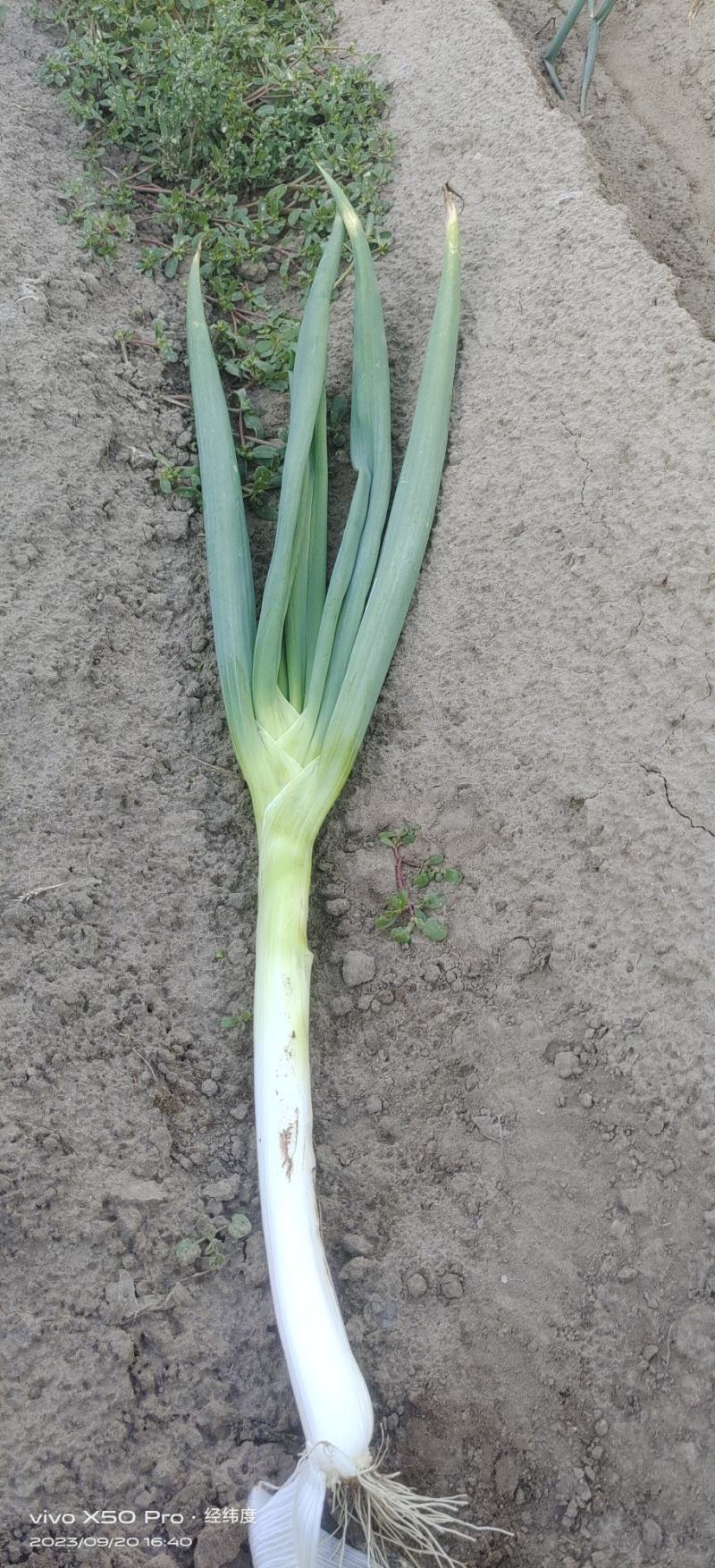 大量出售长白大葱