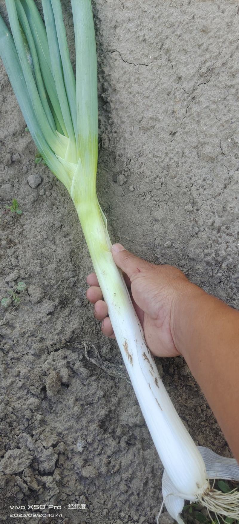 大量出售长白大葱