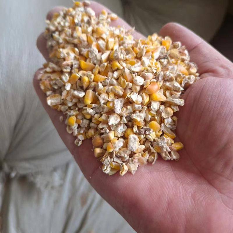 优质碎玉米（大颗粒）无土，无沙，无霉保质保量。
