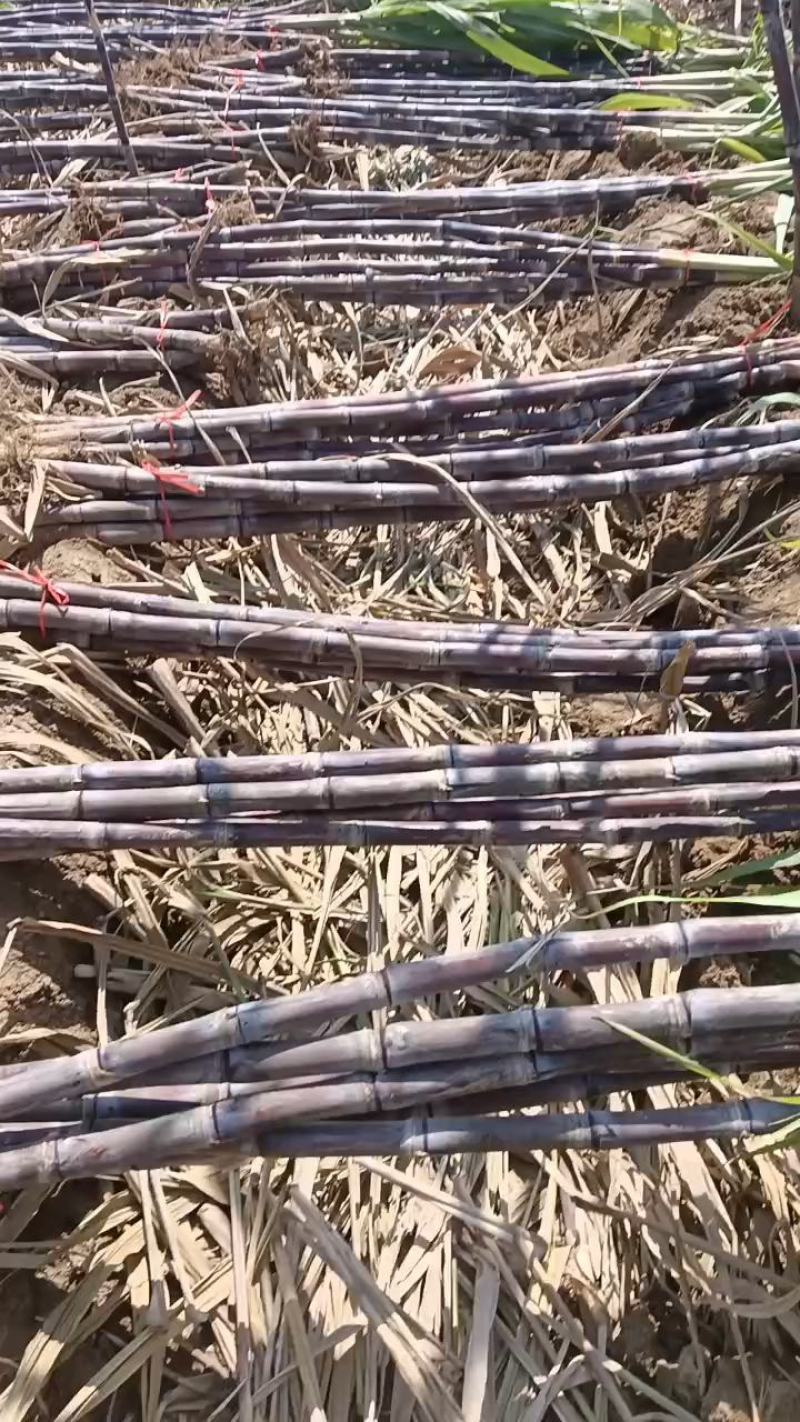 河南黑皮甘蔗，果皮干净，脆又甜，基地直供，无代收费。