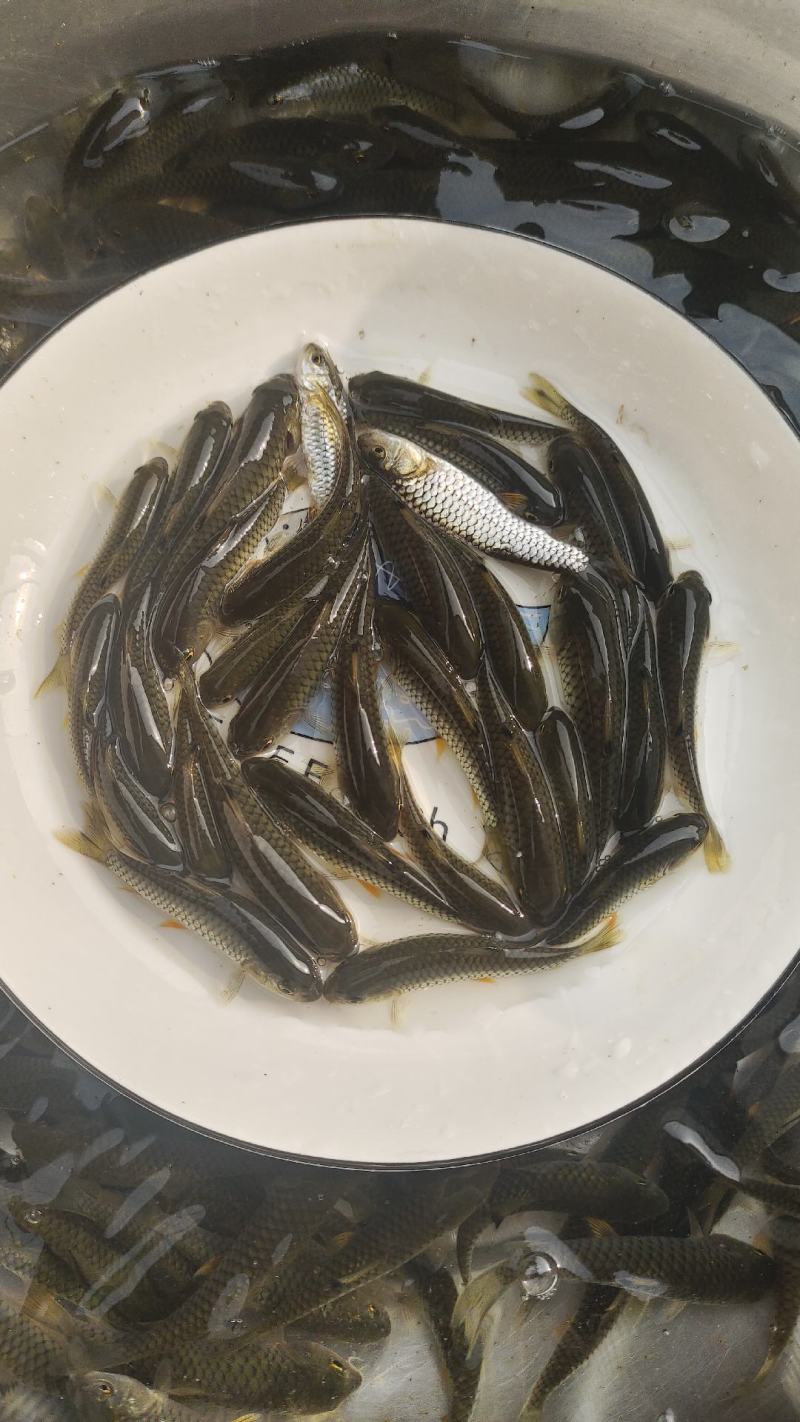 正宗军鱼，学名光倒刺鲃，也叫军鱼苗，青棍，光鱼。路亚爱好