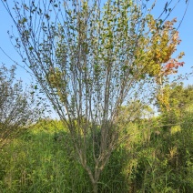 木槿