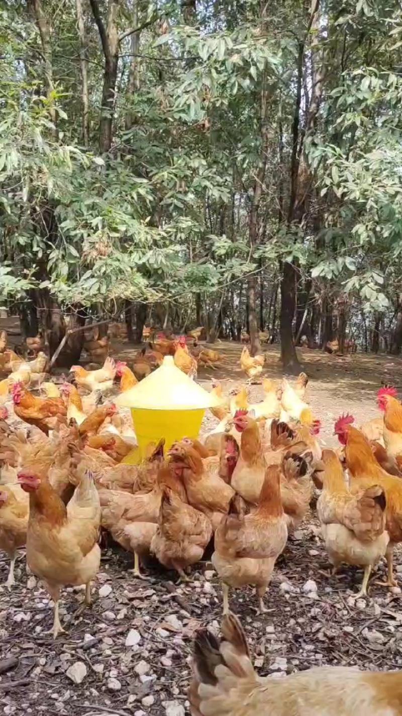 苏禽一代黄脚高产绿壳蛋鸡苗苏禽一代黄脚高产粉壳蛋鸡苗