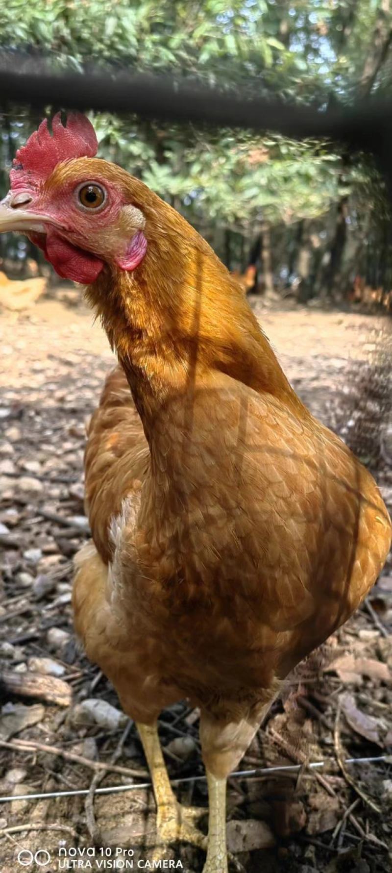 苏禽一代黄脚高产绿壳蛋鸡苗苏禽一代黄脚高产粉壳蛋鸡苗