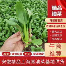 [热卖]安徽上海青油菜质量保证产地直发专业代办