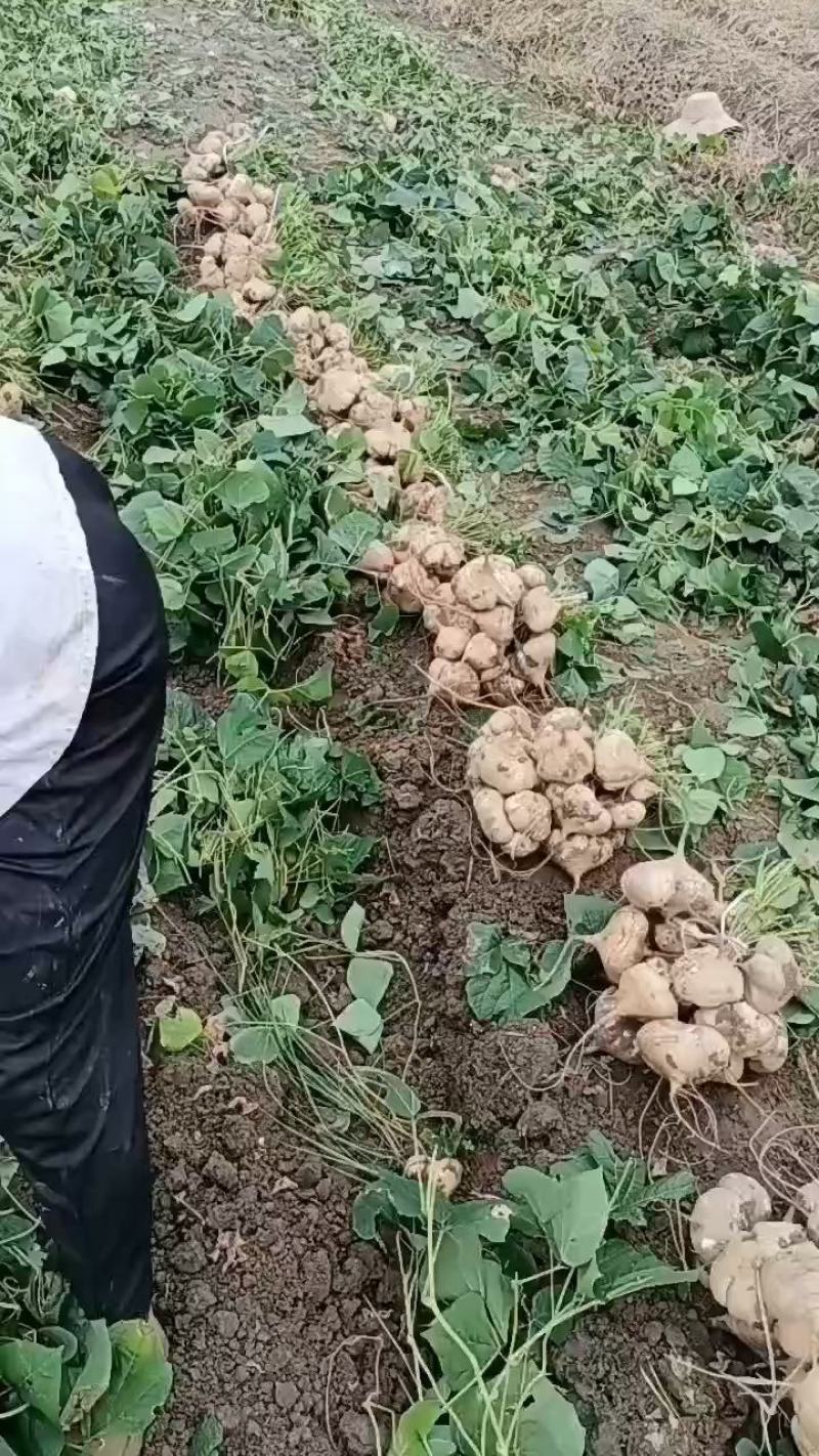 地瓜凉瓜豆薯支持视频看货货源充足质量非常好欢迎大家订购