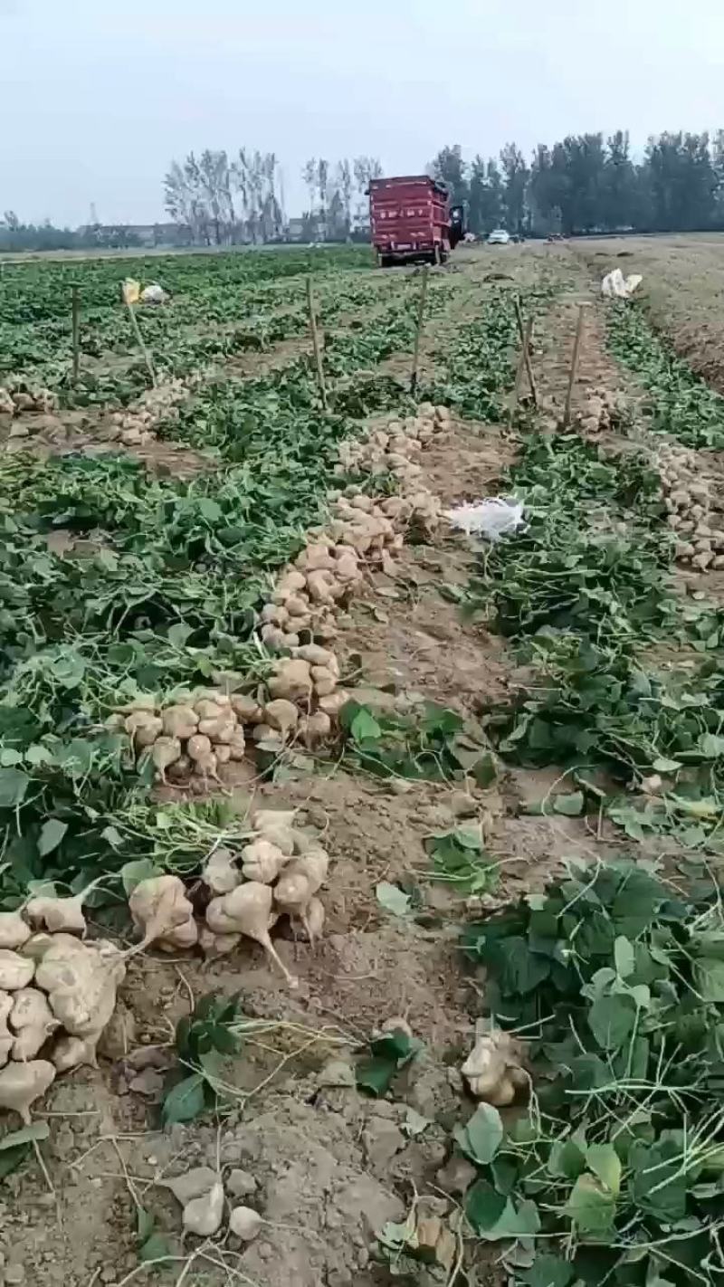 地瓜凉瓜豆薯支持视频看货货源充足质量非常好欢迎大家订购