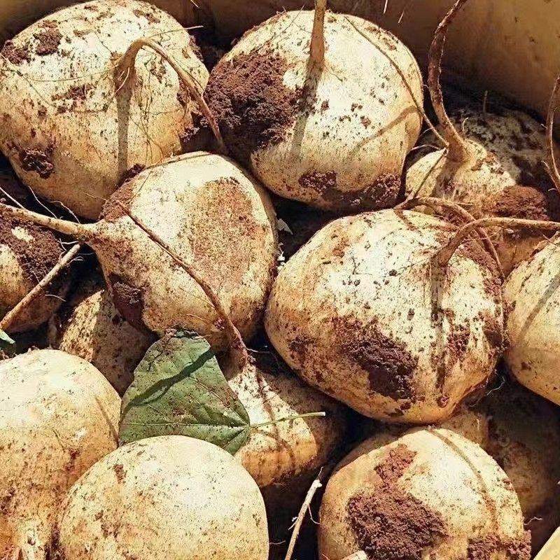 地瓜凉瓜豆薯支持视频看货货源充足质量非常好欢迎大家订购