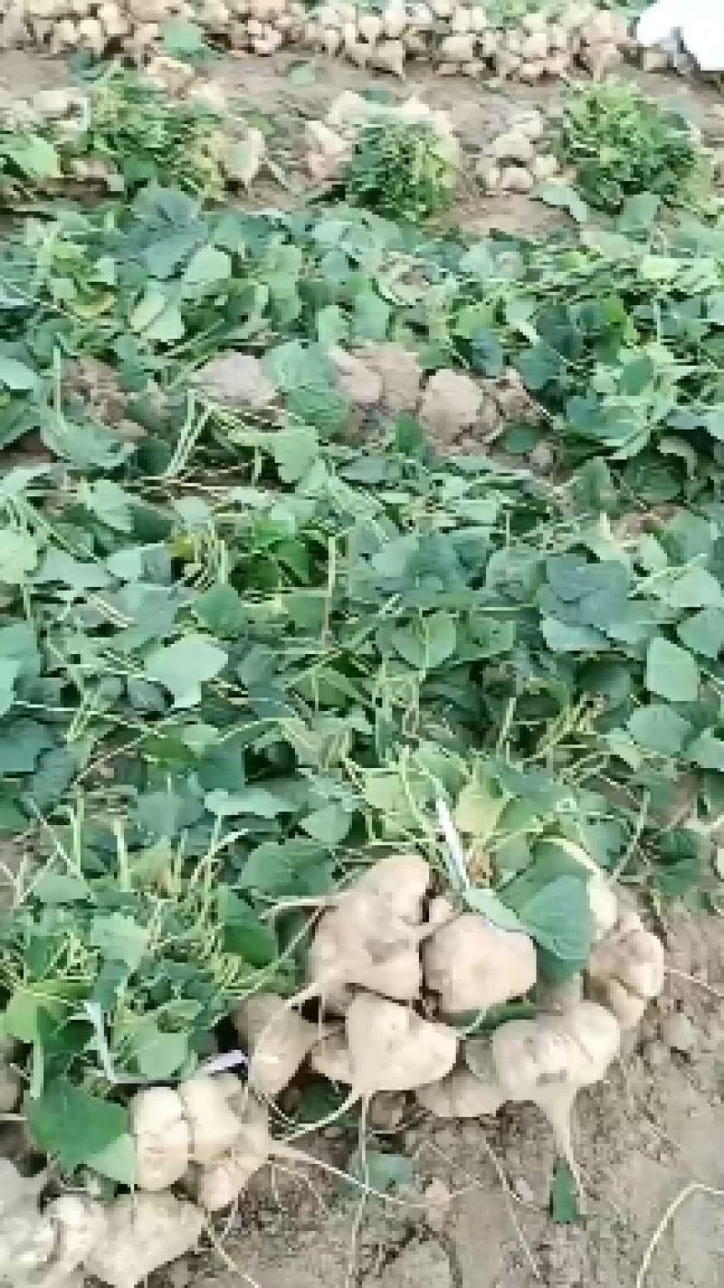 地瓜凉瓜豆薯支持视频看货货源充足质量非常好欢迎大家订购