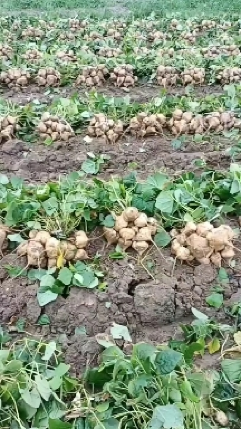 地瓜凉瓜豆薯支持视频看货货源充足质量非常好欢迎大家订购