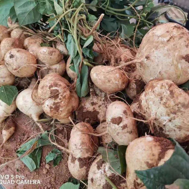 地瓜凉瓜豆薯支持视频看货货源充足质量非常好欢迎大家订购