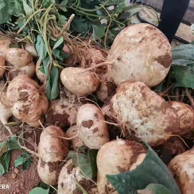 地瓜凉瓜豆薯支持视频看货货源充足质量非常好欢迎大家订购