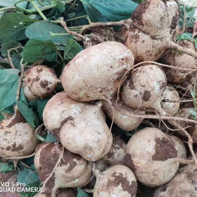 地瓜凉瓜豆薯支持视频看货货源充足质量非常好欢迎大家订购