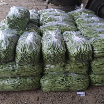 精品架豆王