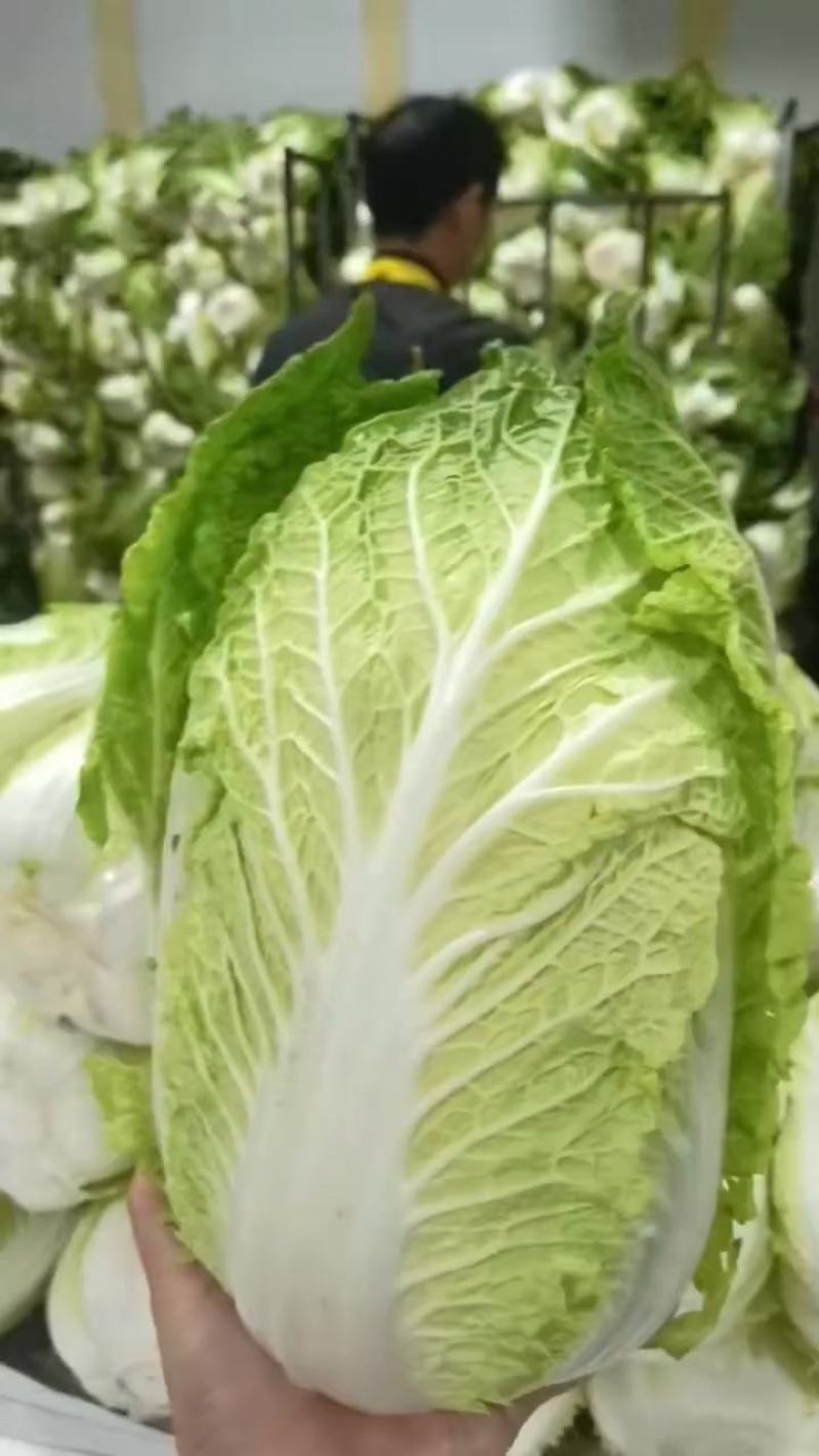 黄心大白菜精品产地视频看货装车货源充足欢迎订购