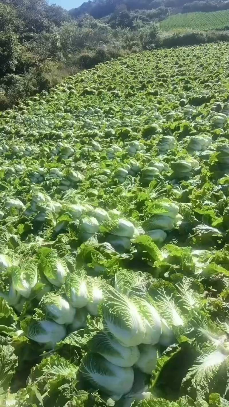 黄心大白菜精品产地视频看货装车货源充足欢迎订购