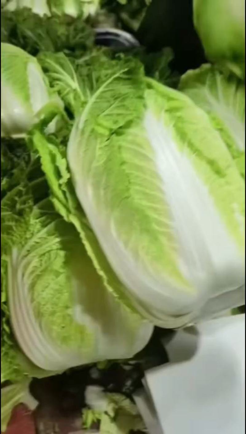 黄心大白菜精品产地视频看货装车货源充足欢迎订购
