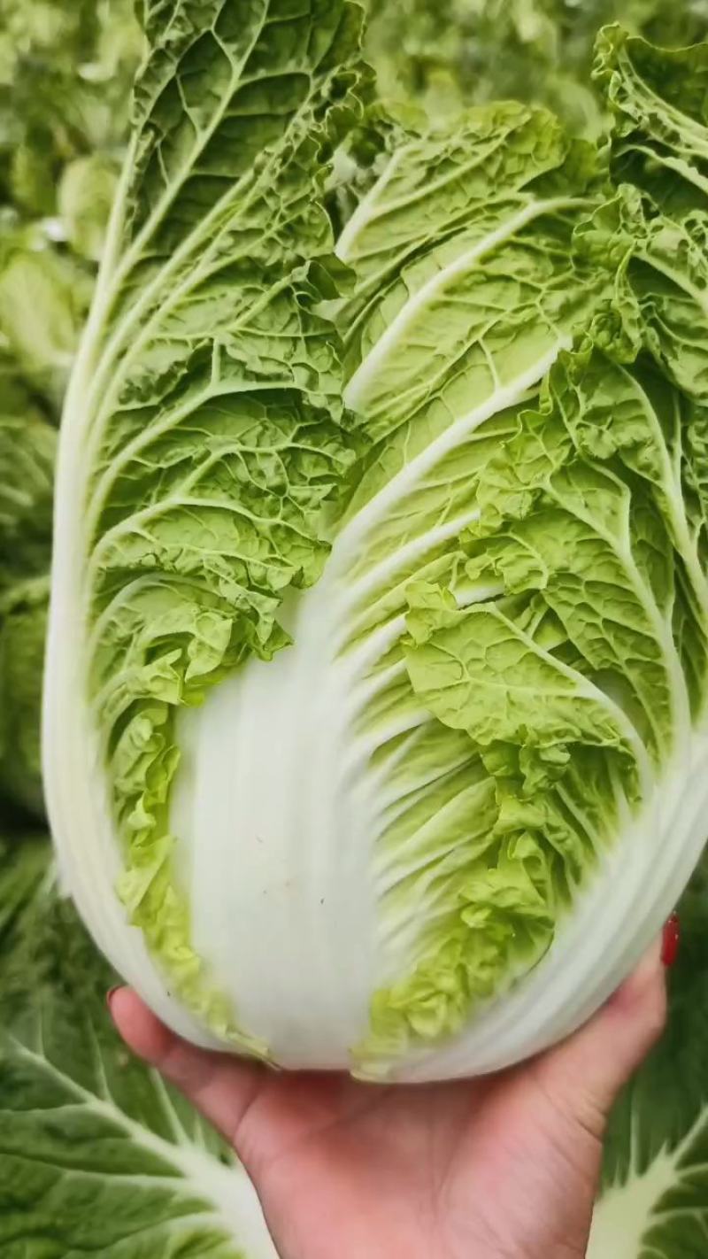 黄心大白菜精品产地视频看货装车货源充足欢迎订购