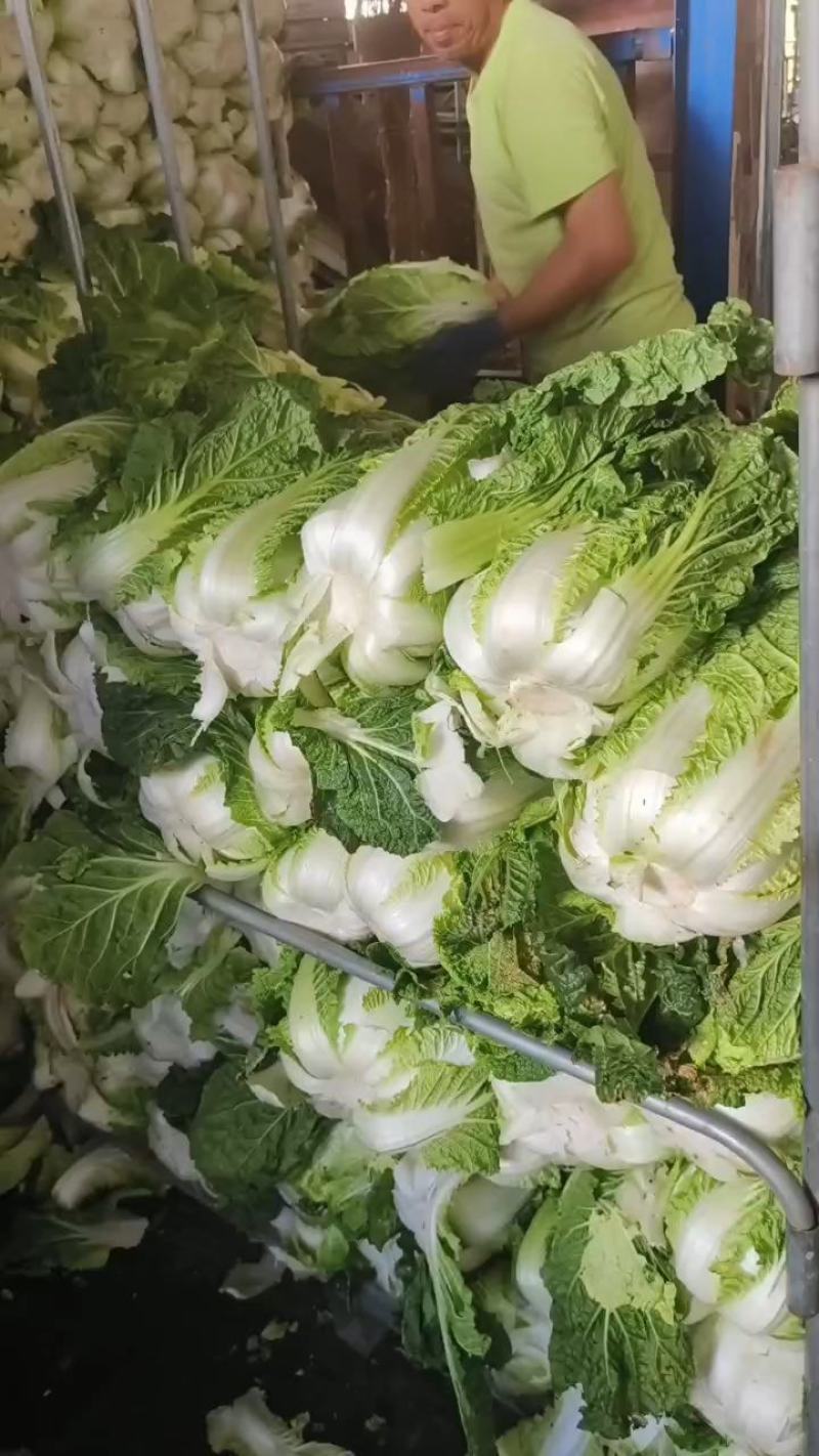 黄心大白菜精品产地视频看货装车货源充足欢迎订购