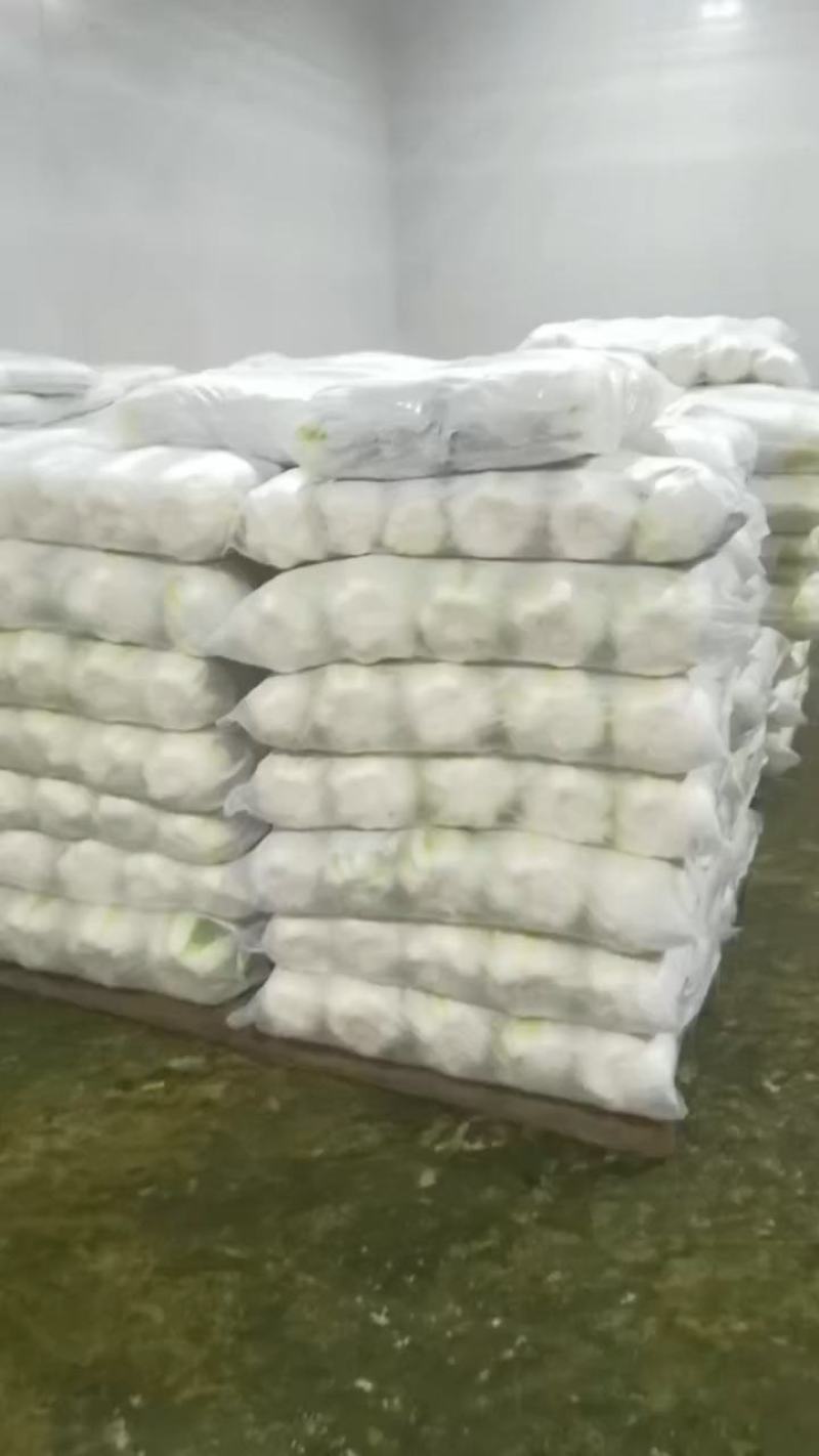 黄心大白菜精品产地视频看货装车货源充足欢迎订购
