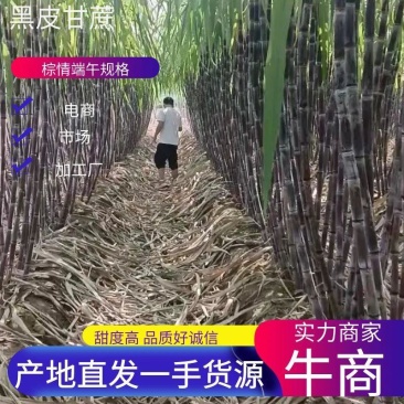 河南黑皮甘蔗，果皮干净，脆又甜，基地直供，无代收费。