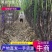 河南黑皮甘蔗，果皮干净，脆又甜，基地直供，无代收费。