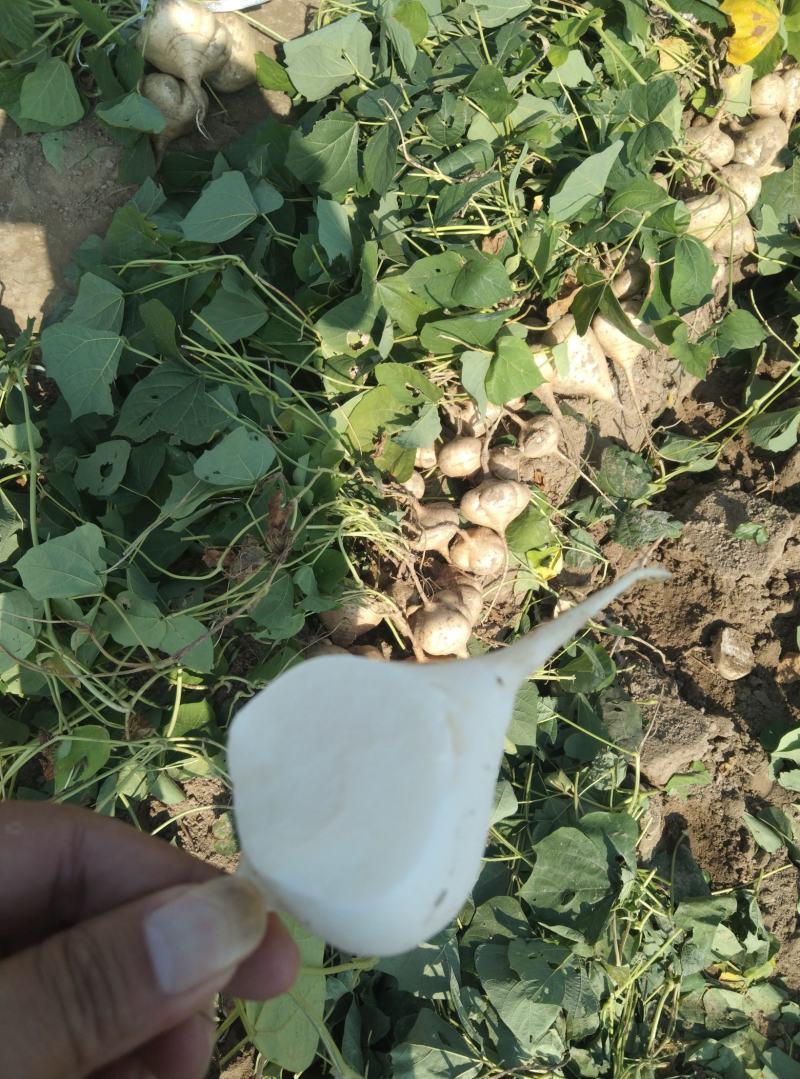 沙田地瓜豆薯凉薯脆甜可口水份足大量供应中