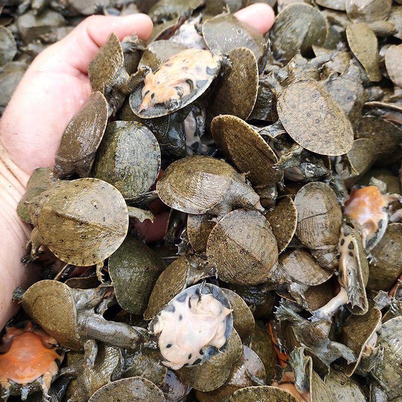 甲鱼苗大量出售，外塘养殖，全程提供技术指导。
