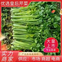 潍坊皇后芹菜精品细颗芹菜质量优价格公道供超市