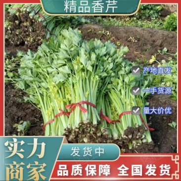 【热销】芹菜香芹产地直发一手货源，货源充足欢迎选购