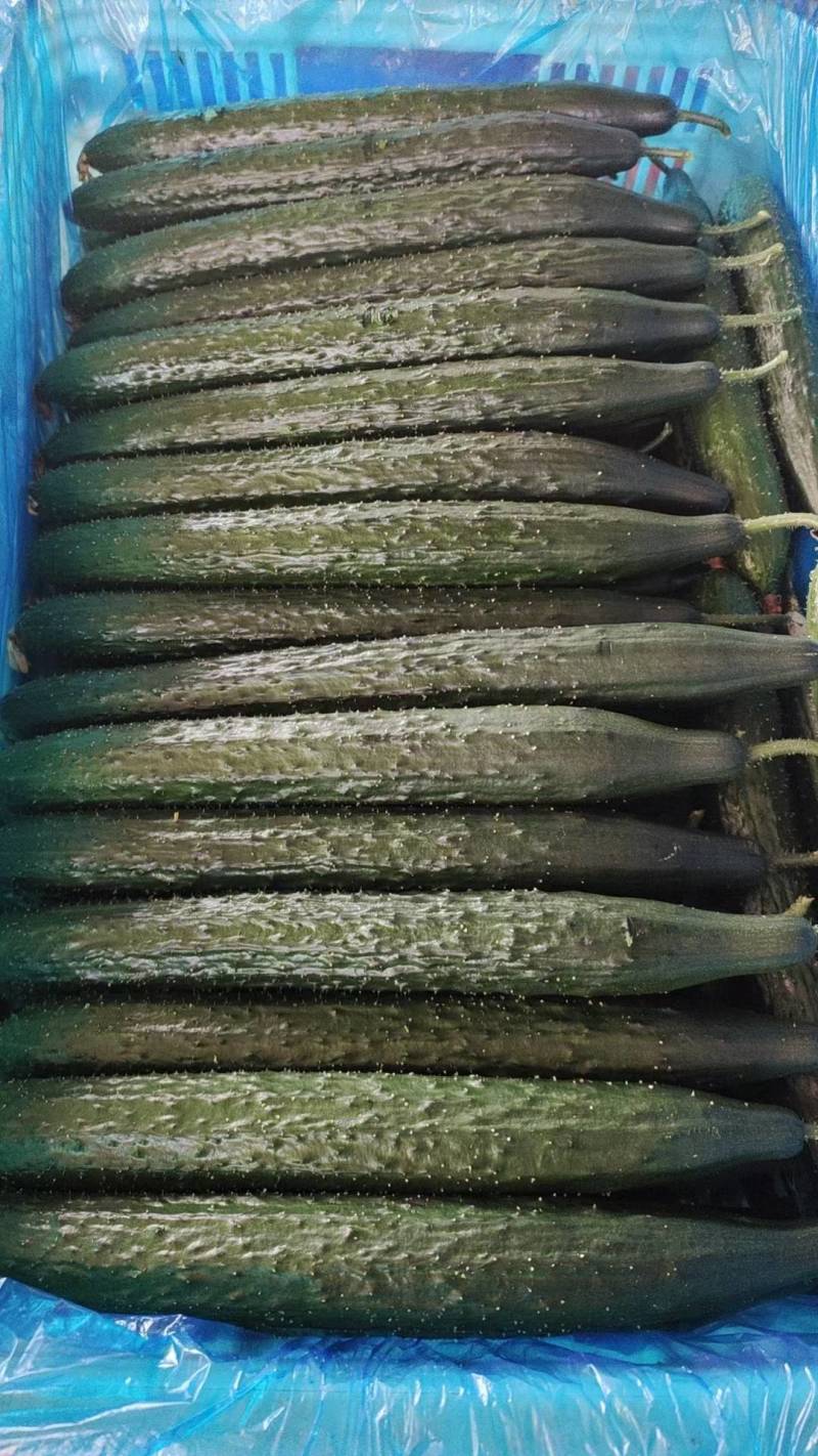 黄瓜大量供应