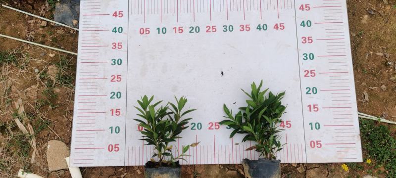 七斤袋毛杜鹃杜鹃花精品毛杜鹃