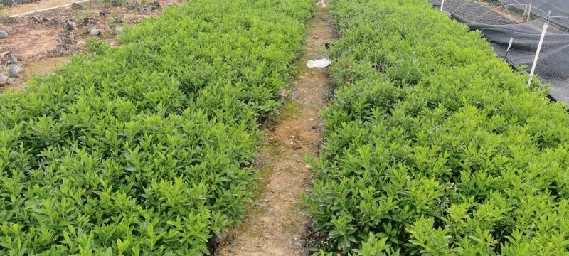 七斤袋毛杜鹃杜鹃花精品毛杜鹃