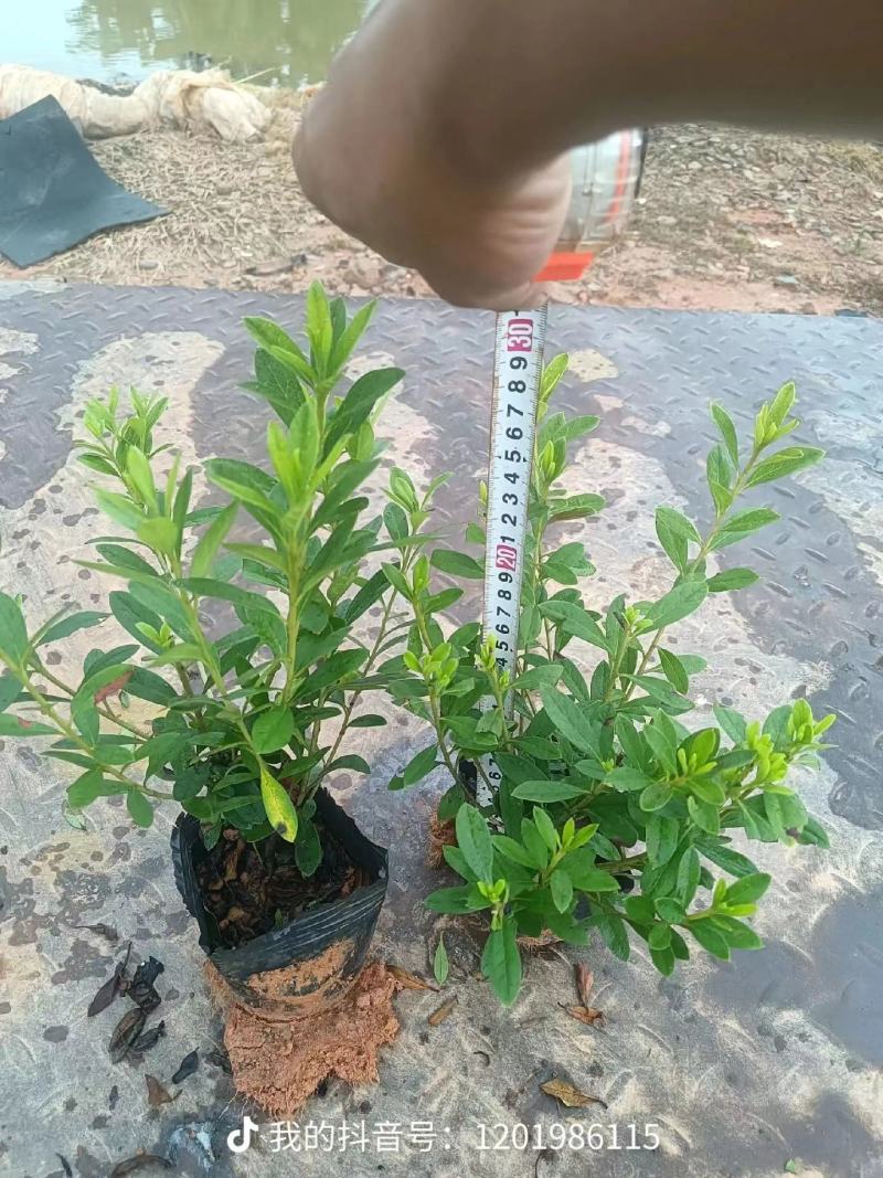 七斤袋毛杜鹃杜鹃花精品毛杜鹃