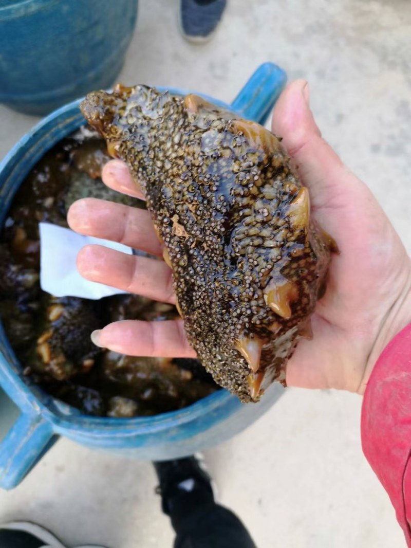 海参