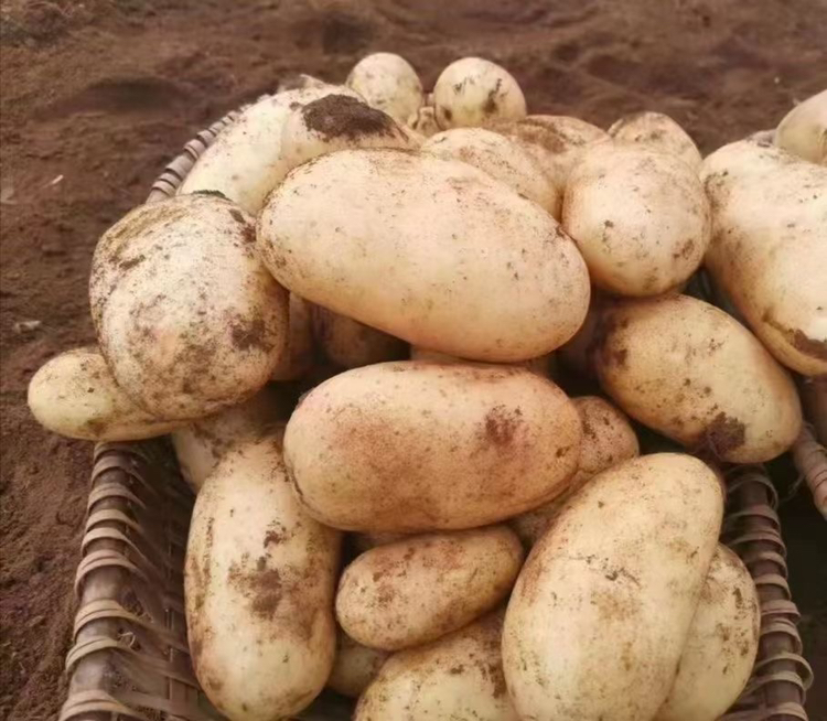 健康饮食搭配示意图