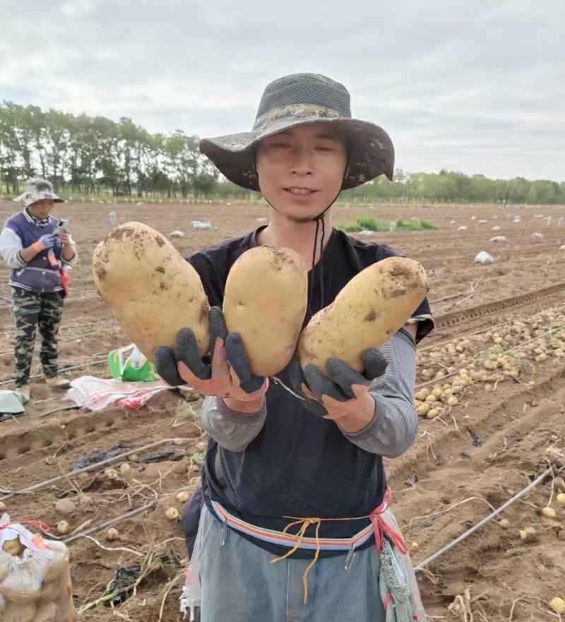 226土豆基地现货供应规格齐全品种齐全常年供应